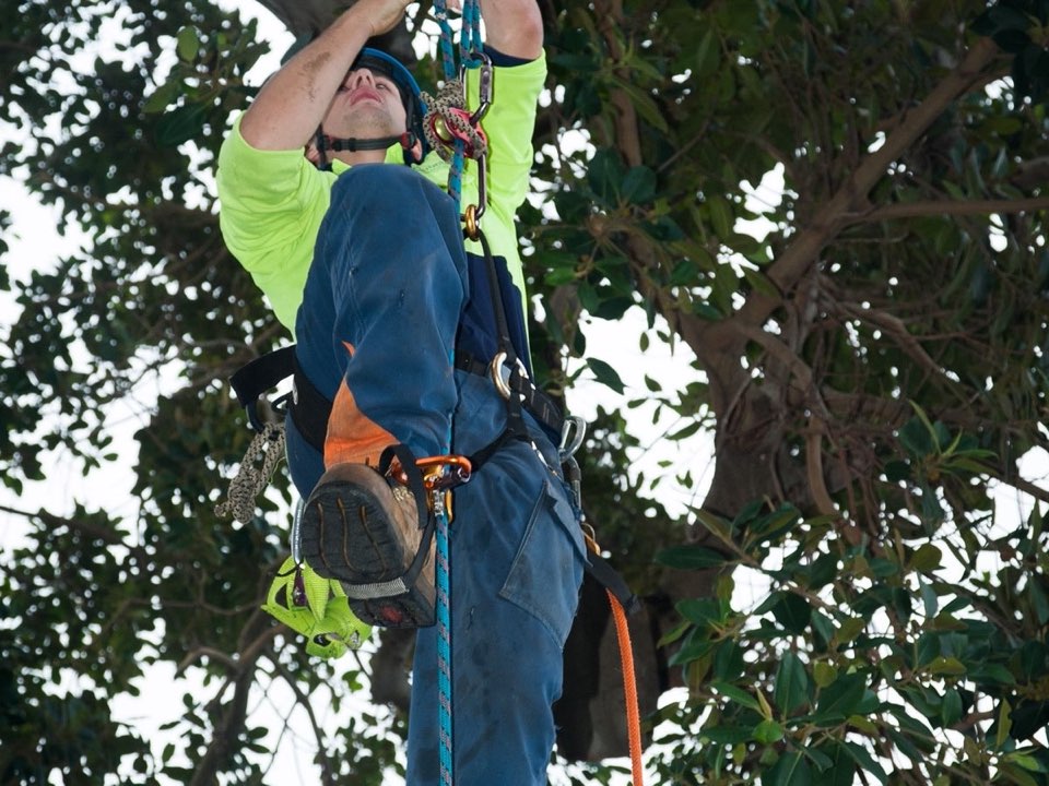 Qualified arborist working in a mature tree during a property survey in Clackmannanshire