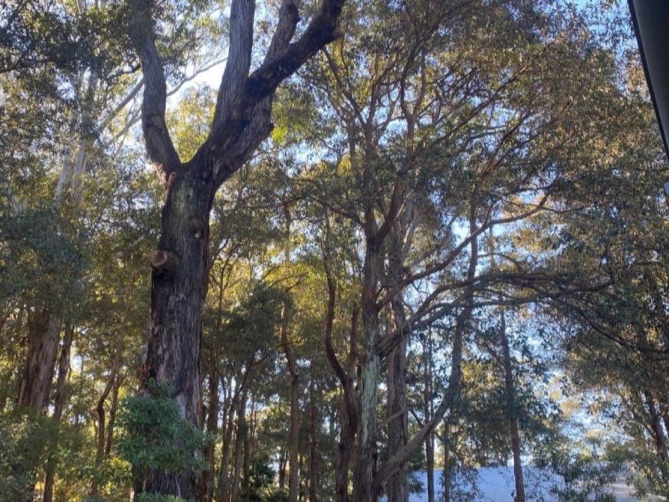 Mature trees in Clackmannanshire parkland with a property visible in the background